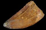 Bargain, Carcharodontosaurus Tooth - Real Dinosaur Tooth #85907-1